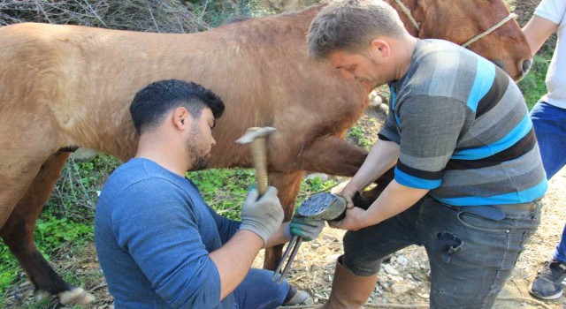 Aydında nisan yağışlarıyla sarp arazilerin tavı geldi, çifte koşulan atlar bakıma alındı