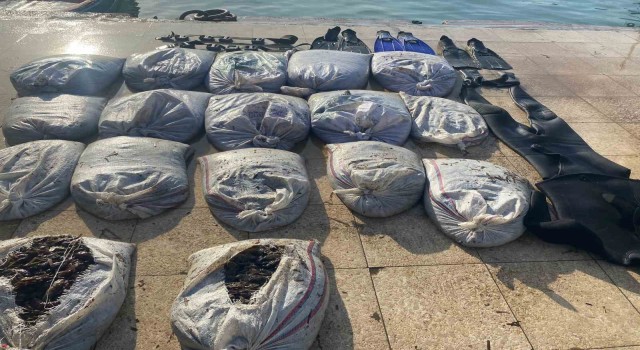 Ayvalıkta Sahil Güvenlikten deniz patlıcanı operasyonu