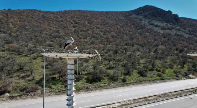 Baharın habercisi leylekler, Leylek Oteline ulaştı