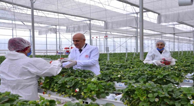 Bakan Kirişci, Denizlinin çilek ve domates seralarını inceledi