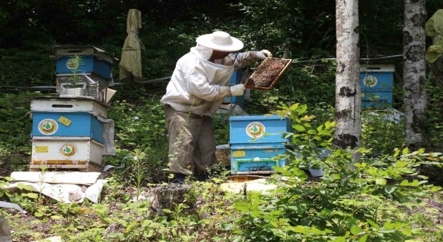 Bal ormanı sayısının iki yıl içerisinde 844e çıkarılması planlanıyor