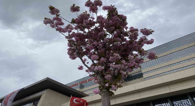 Başakşehir Şehir Hastanesinin sakuraları çiçek açtı