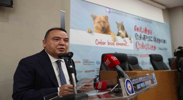Başkan Böcek: “Sokak hayvanlarına desteğimiz sürecek”