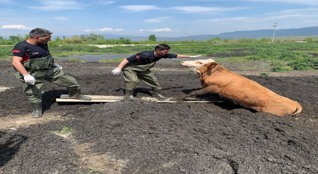 Bataklığa batan büyükbaş hayvanı itfaiye kurtardı