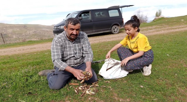 Batmanda ilkbaharın müjdecisi kenger bitkisi köylülerin geçim kaynağı oluyor