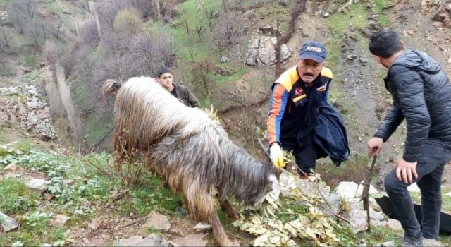 Batmanda kayalıklarda mahsur kalan 6 keçi kurtarıldı