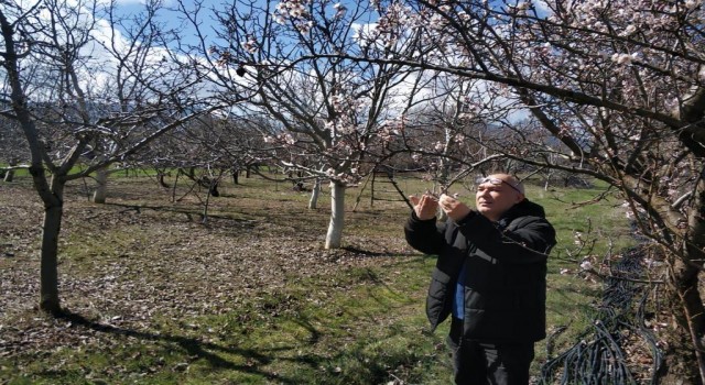 Beyşehirde ekili alanlar ve meyve bahçelerinde hastalık taraması