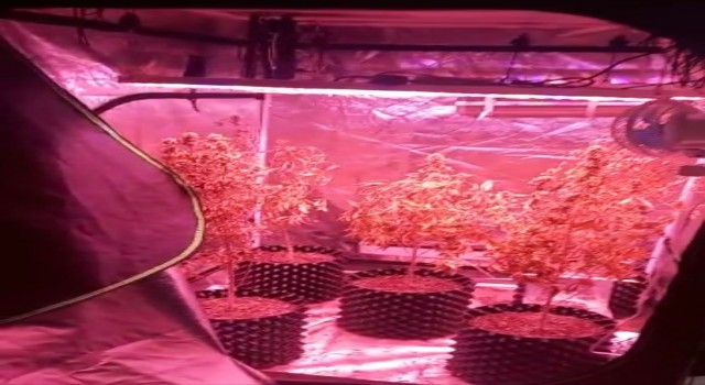 Bez elbise dolabına düzenek kurtararak uyuşturucu yetiştirmişler: 2 gözaltı