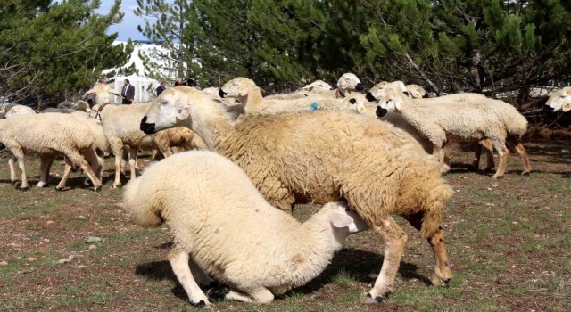 Bilimsel çalışmalar için kurulmuştu, elde edilen gelir burs olarak verilecek