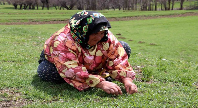 Bin bir zahmetle tek tek toplanıyor, faydası saymakla bitmiyor