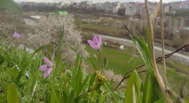 Bingölde bir yanda kara kış bir yanda bahar yaşanıyor