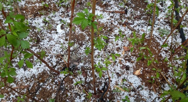 Boluda dolu etkili oldu, yeşil alanlar beyaza büründü