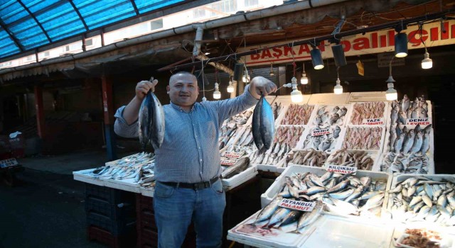 Bu senenin balık şampiyonu palamut oldu