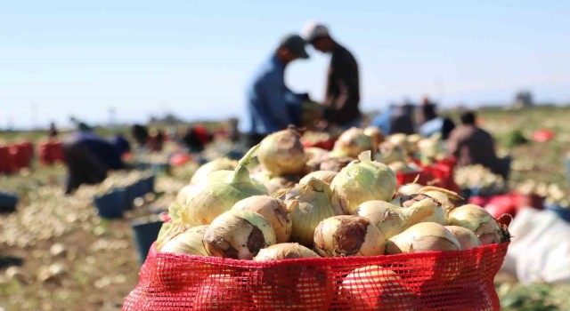 Bu yıl iki kat ekildi: Turfanda soğan hasadı başladı, fiyatı düşmeye başlayacak