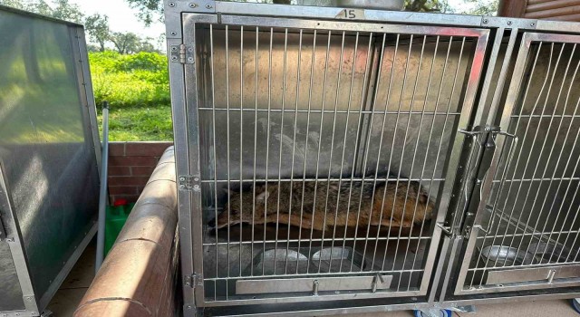 Bursada eve giren tilki, aileyi 4 saat boyunca rehin aldı