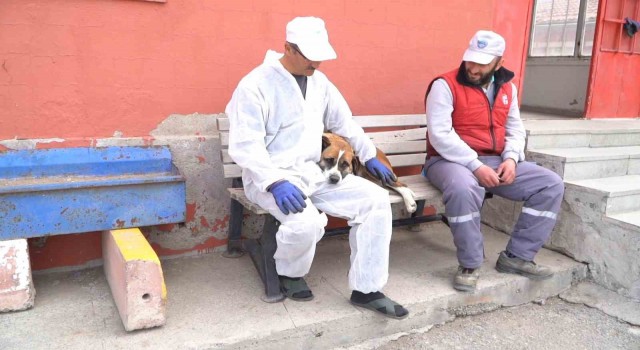 Büyükşehir Geçici Köpek Bakım Evi, depremzede hayvanlara ev sahipliği yapıyor