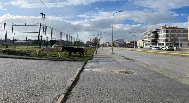 Cadde kenarındaki başıboş atlar trafiği tehlikeye soktu