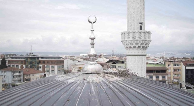 Cami kubbesinde kuluçkaya yatan leyleğe özel yuva