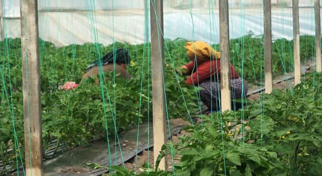 Can kaybı yaşanmayan mahalledeki seralarda üretim sürüyor