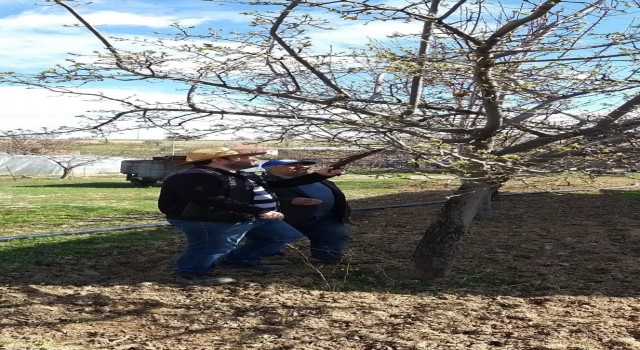 Dazkırı ve Kızılörende ağaçlarda zararlı kontrolleri ve budama eğitimi yapıldı