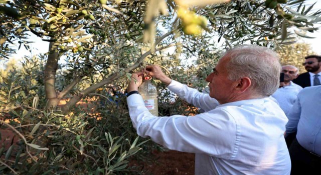 Denizlide zeytin üreticilerine biyoteknik mücadele desteği verilecek