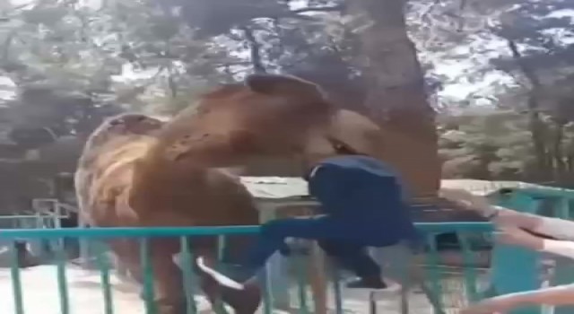 Deveye fazla yaklaşan çocuk az daha canından oluyordu