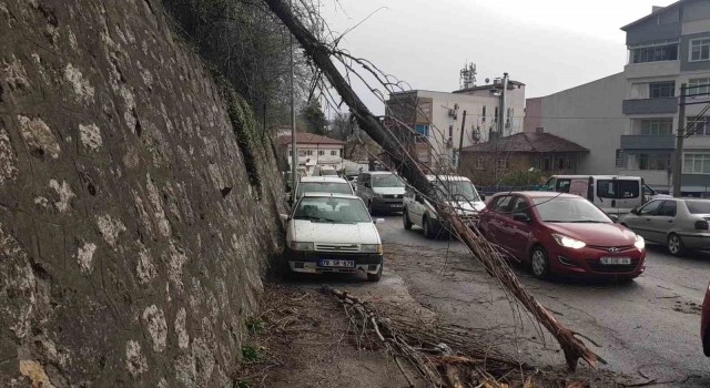 Devrilen ağaç iki araca zarar verdi