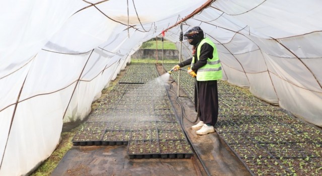 Diyarbakırda 2 milyon yazlık çiçeğin üretimi başladı