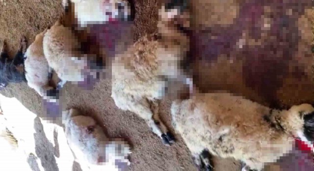 Diyarbakırda ağıla giren köpek sürüsü yaklaşık 40 koyunu telef etti