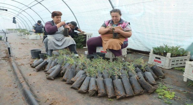 Diyarbakırda belediye personeline fidan aşılama eğitimi