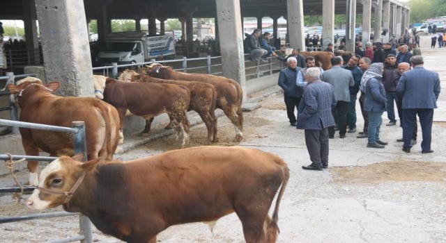 Diyarbakırda SAT-2 serotipine karşı 100 binin üzerinde hayvan aşılandı