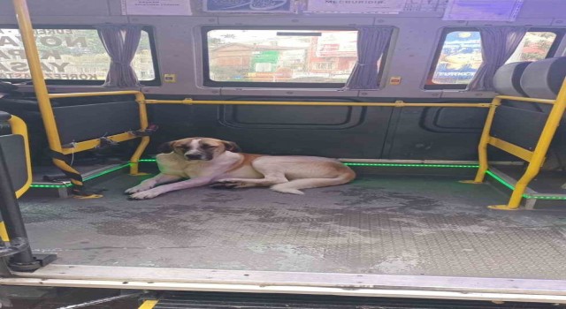 Edremitte yolculuğu seven köpek minibüsçülerin maskotu oldu