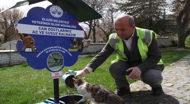 Elazığda sokak hayvanları unutulmadı