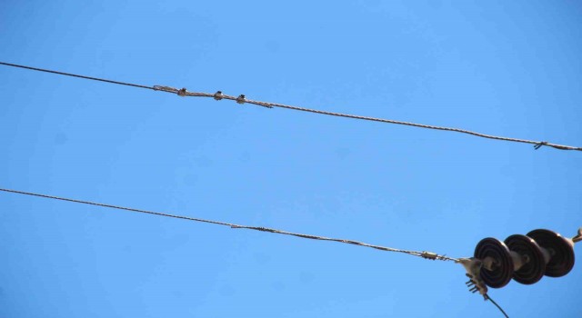 Elektrik telindeki papağan sonları oluyordu: O anlar kameraya yansıdı