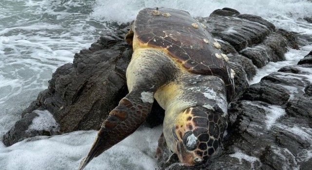 Erdekte Caretta Caretta kıyıya vurdu