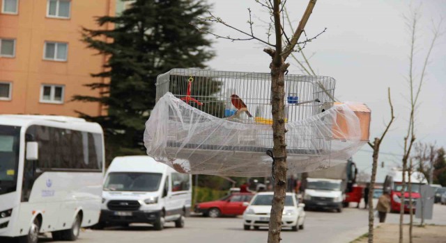 Esnafın evcil kuş hava alsın diye bulduğu çözüm gülümsetti