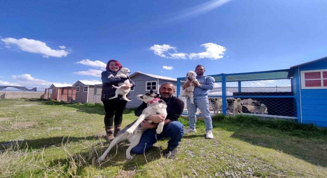 Evinin bahçesini 42 köpekle paylaşıyor