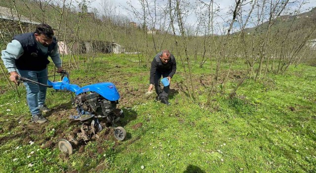 Fındıkta bilinçli gübre kullanımı verimi ikiye katladı