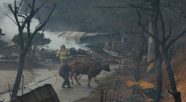 Güney Koredeki orman yangını devam ediyor: 1 ölü, 3 yaralı