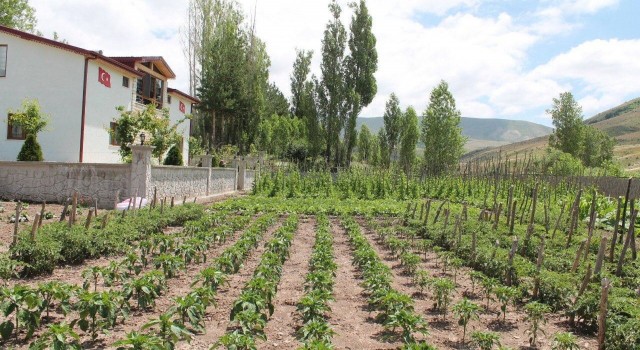 Gurbetçi vatandaş ata topraklarına 500 adet meyve ağacı dikti