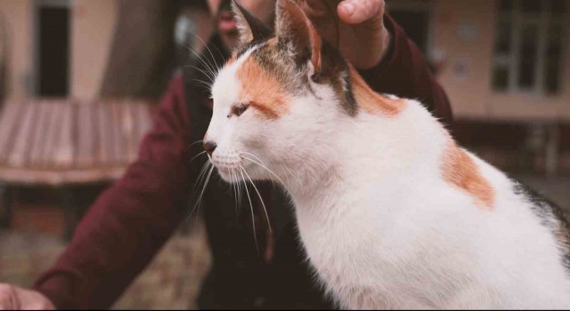 Gürsunun yaramaz Karahıdırı