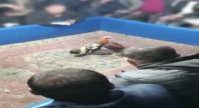 Hayvan koruma derneğine horoz dövüşü baskını