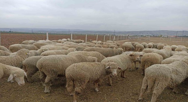 Hayvan pazarlarının kapalı olması üreticiyi düşündürüyor