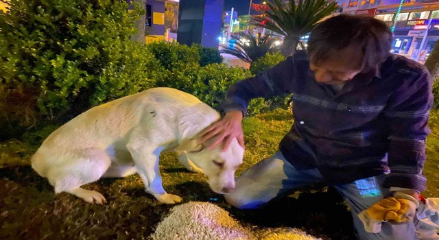 Hurda toplayarak geçimin sağlayan adamın sokak köpeği şefkati