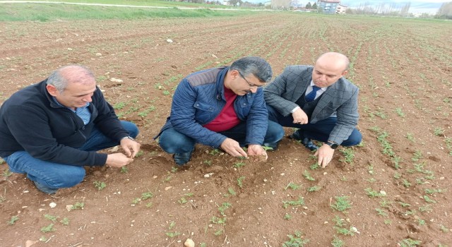 Hüyükte araziler yağışlarla bereketlendi