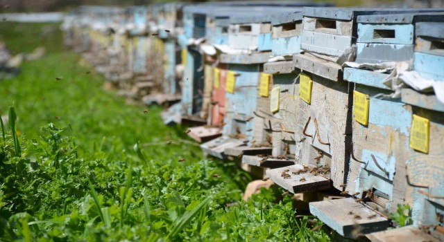 Huzur ortamının sağlandığı Şırnakta arıcılar yılda 800 ton bal üretiyor