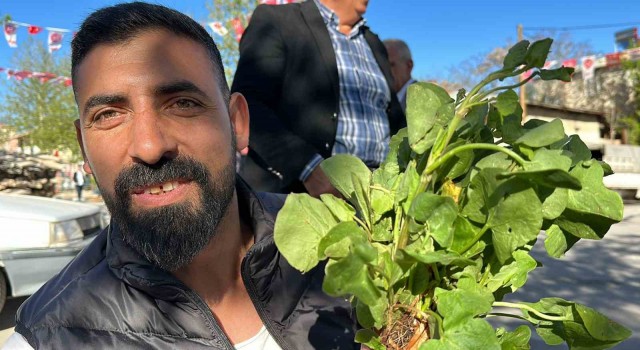 İbn-i Sinanın önerisi kuzu kulağı her derde deva