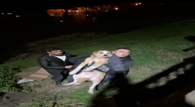 İftara giderken sokak köpeğinin hayatını kurtardı