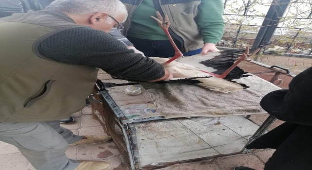 Iğdırda yaralı leylek tedavi altına alındı