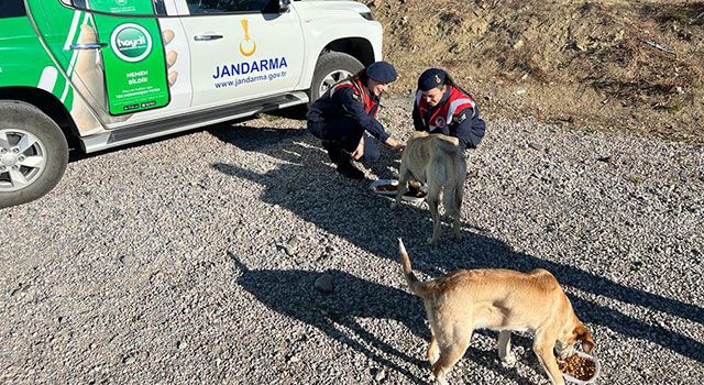 İl Jandarma ekipleri sokaktaki canlara besleme dağıttı